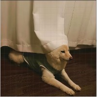 可可L